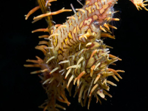 Solenostomus paradoxux (ghost pipefish): belly detail. Se... by Alex Varani 